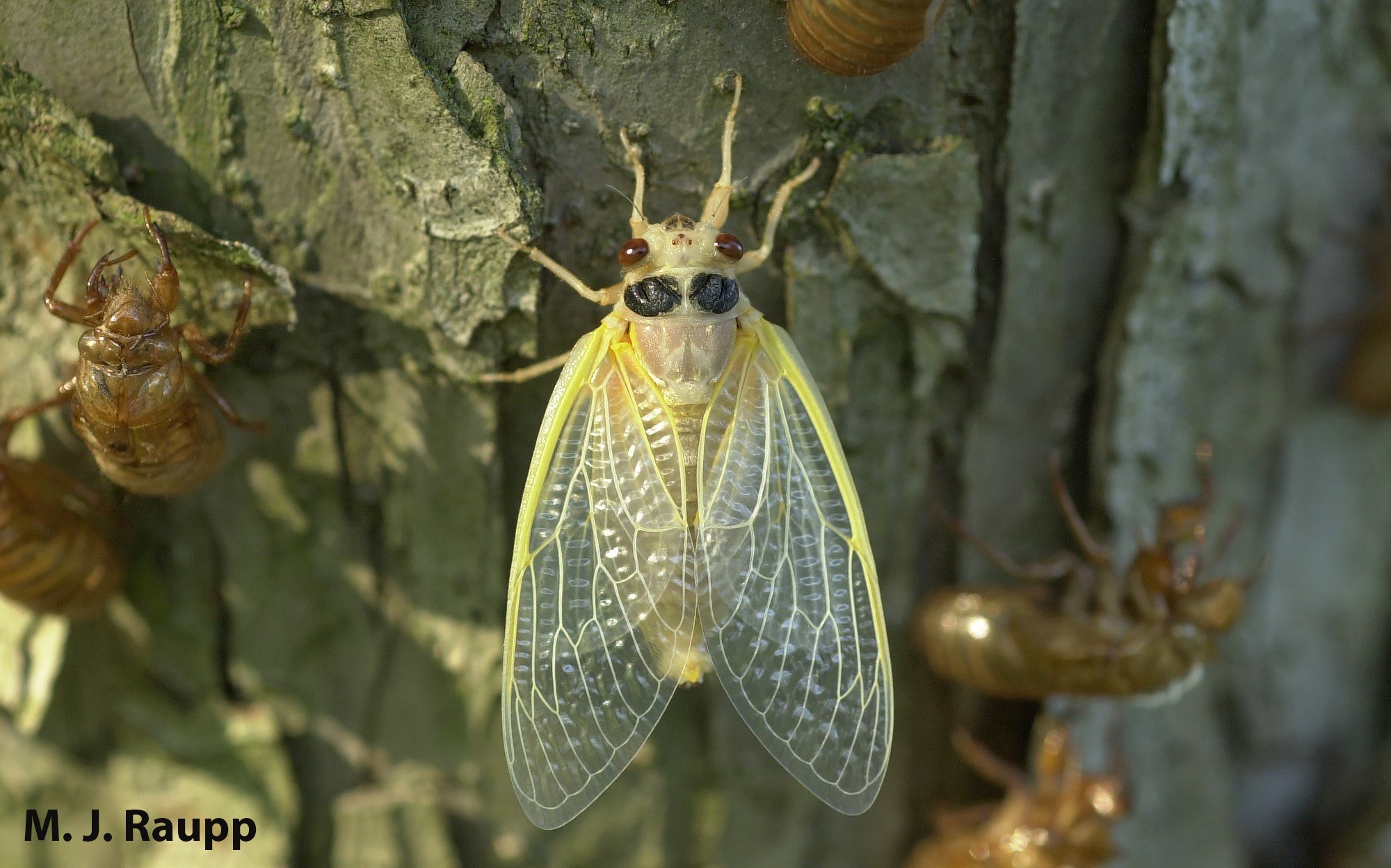 Will Brood XIV cicadas appear in the DMV? Yes, no, and maybe